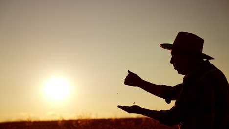 silhouette of a senior man in hat pouring grain in the field at sunset. farmer is getting ready for harvest season.