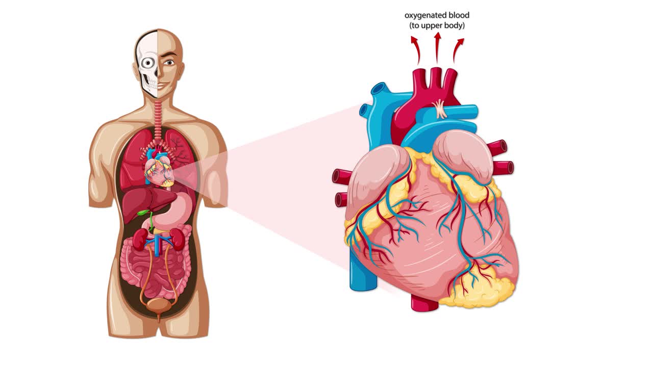 Animated diagram shows blood circulation through human heart with ...
