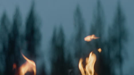 campfire flames flickering at dusk in a forest