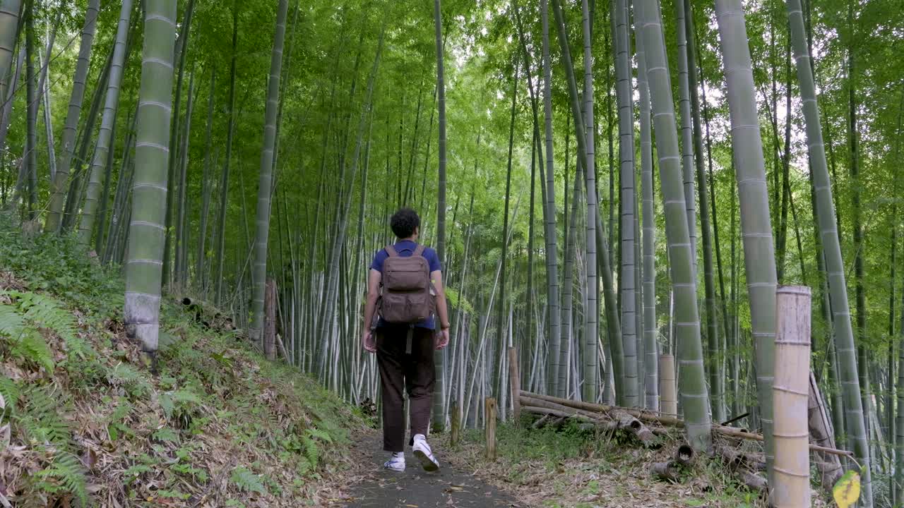Male traveler walking through beautiful bamboo forest