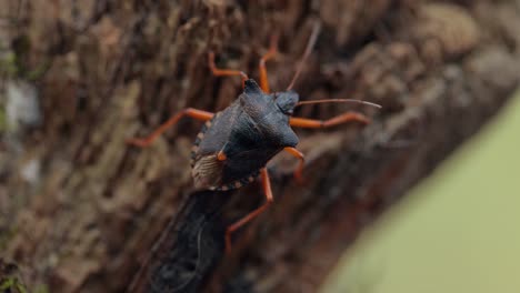 лесной жук или красноногий щитовидный жук (pentatoma rufipes) - вид щитовидного жука из семейства pentatomidae, обычно встречающийся в большинстве стран европы. он обитает в лесах, лесах, садах и садах