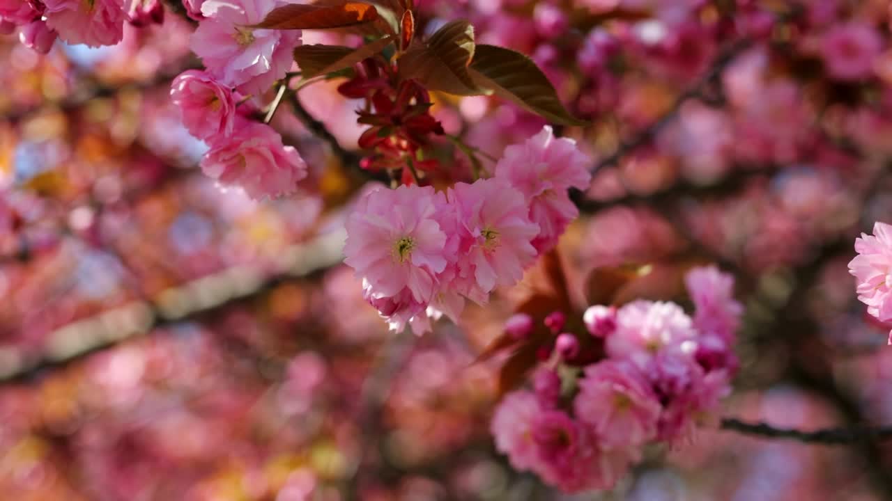 Cherry branch with flowers in spring bloom, A beautiful Japanese tree branch with cherry blossoms, Sakura, Slow motion