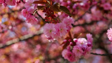 rama de cerezo con flores en primavera, una hermosa rama de árbol japonés con flores de cerezo, sakura, cámara lenta