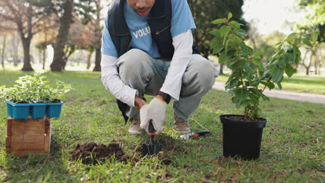 volunteer planting a tree in a park