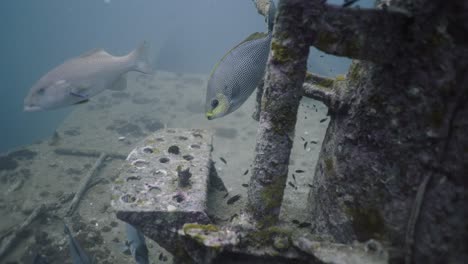 underwater scene with fish around sunken structure