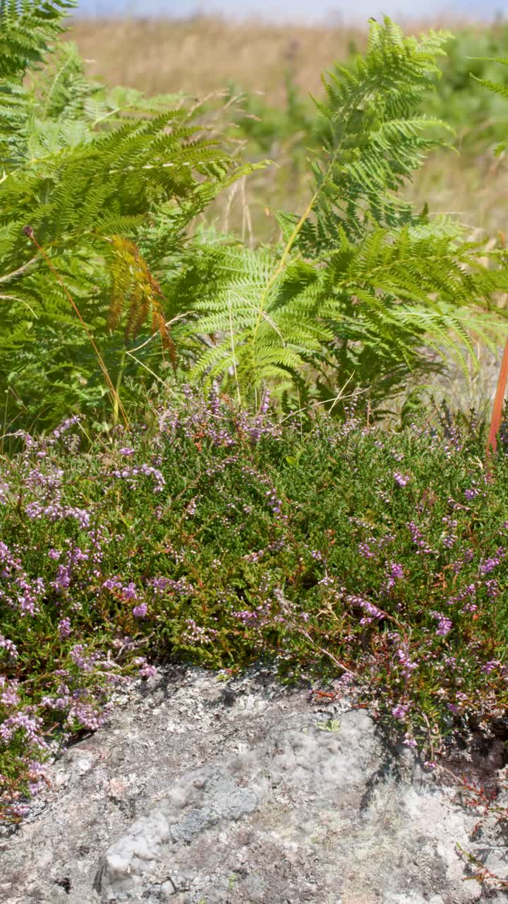Felci verdi ed erica viola ondeggiano nella brezza estiva su brughiera rocciosa, luce naturale