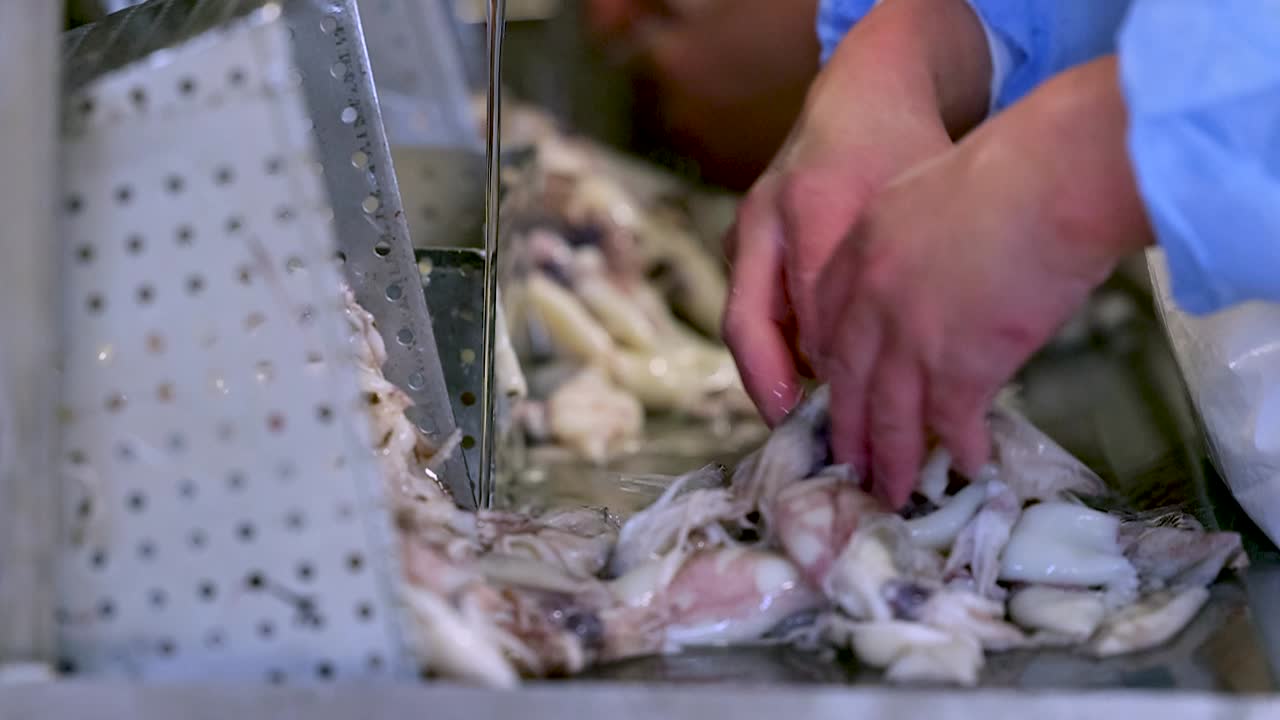 operaio qualificato pulizia, taglio, filetti di calamaro con coltello sotto il rubinetto