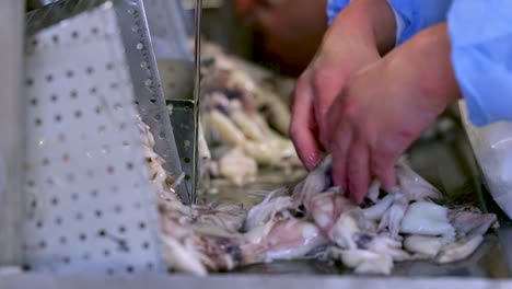 Skilled-worker-cleaning,-cutting,-filets-squid-with-knife-under-faucet