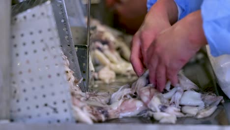 skilled worker cleaning, cutting, filets squid with knife under faucet