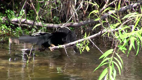 Un-Pájaro-Tipo-Garza-Extiende-Sus-Alas-En-Los-Everglades