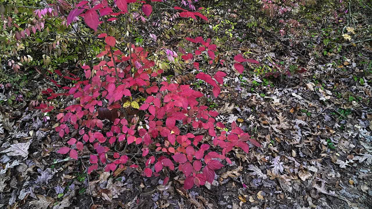 Bright red leaves adorn a small shrub amid fallen brown leaves in a tranquil forest. The scene captures the beauty of nature during the fall season