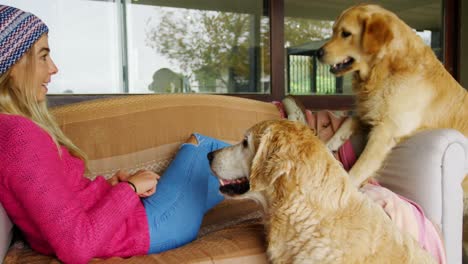 woman with her dogs on sofa at home 4k