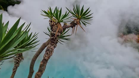 palm trees in front of a blue hot srping in the steam