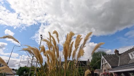 pampas grass swaying under cloudy sky