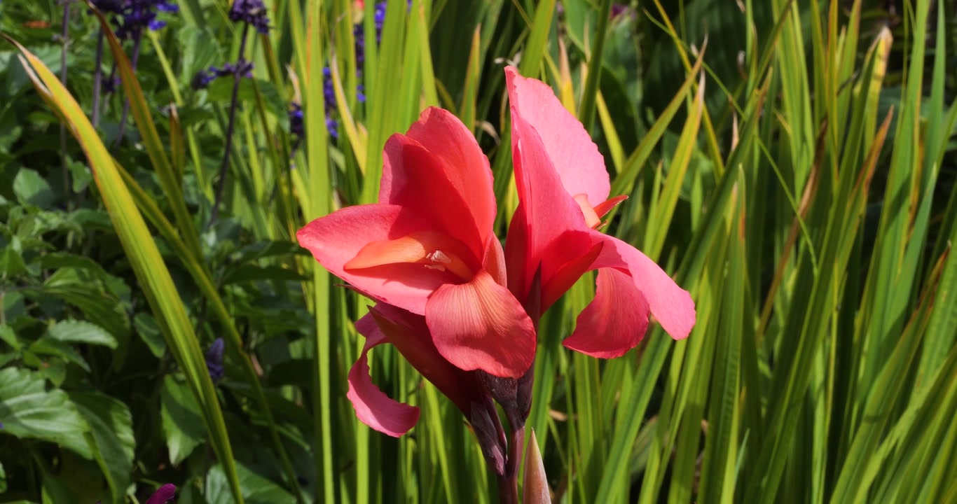 Canna indica o Gladiolo nei Giardini Butchart di Victoria, Columbia Britannica, Canada.