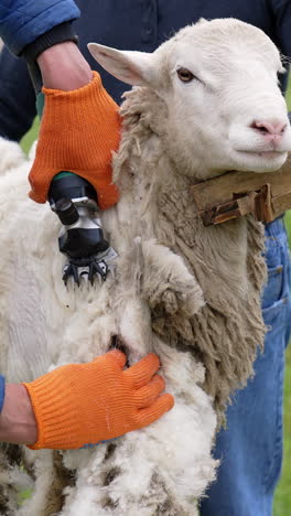sheep shearing