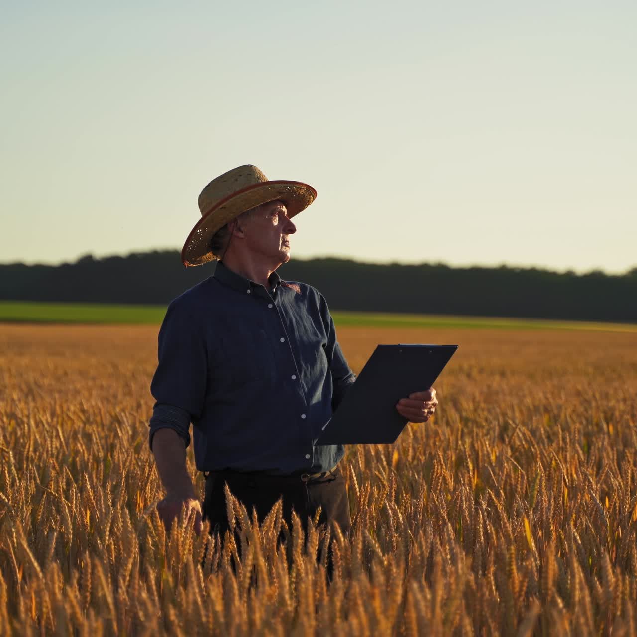Farmer examines crop on field. Elderly caucasian male farmer is touching ears of wheat in field at sunset and looking in folder. Agriculture concept.