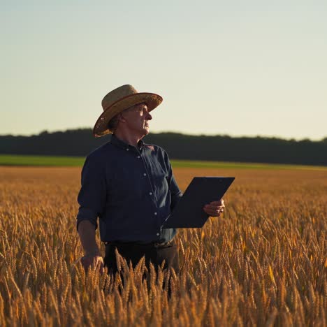 farmer examines crop on field. elderly caucasian male farmer is touching ears of wheat in field at sunset and looking in folder. agriculture concept.