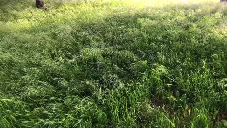 windswept grass lawn features tall blades of grass bending and swaying gracefully in the wind