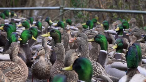 flock of mallard ducks gathering on a walkway in slow motion