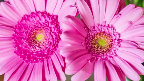 acercar dos flores rosas