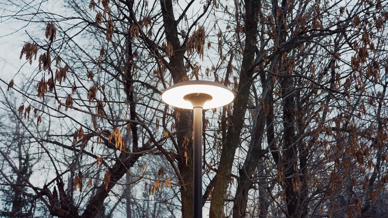 Bright street light glows beside tall tree with dried leaves during cool evening in urban park setting, surrounded by bare branches under calm sky, casting soft ambient light over natural background