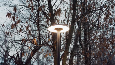 bright street light glows beside tall tree with dried leaves during cool evening in urban park setting, surrounded by bare branches under calm sky, casting soft ambient light over natural background