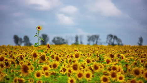 Panoramalandschaft-Mit-Sonnenblumenfeldern-Und-Blauem-Himmelswolkenhintergrund