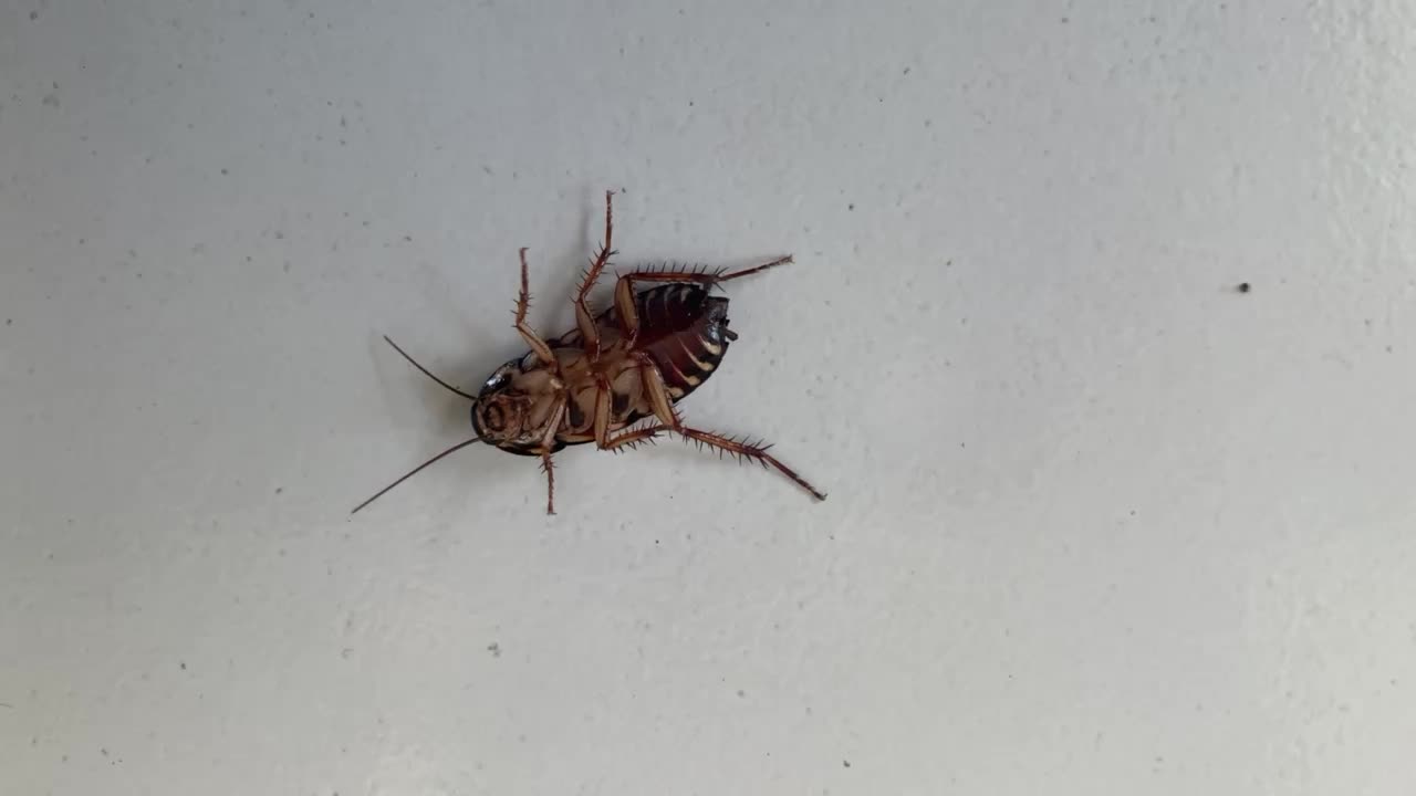 Cockroach upside down On the Floor