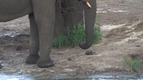 adult elephant relaxing and drinking water with her trunk, with tilt down