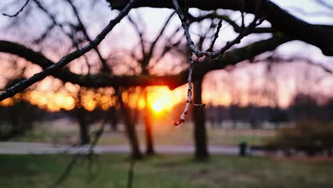 delicate spring twigs in focus with golden morning light behind in latvia, riga
