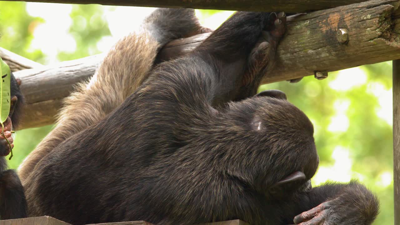 Un giovane scimpanzé esplora una piattaforma di legno mentre un primate adulto si riposa alla luce naturale