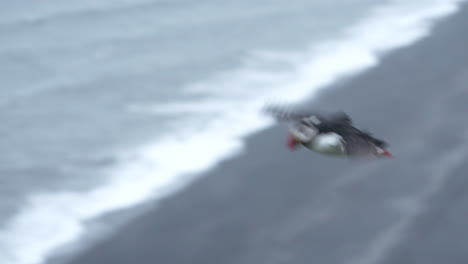 fratercula arctica puffin bird on flight over seascape