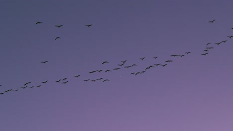 birds migrating in south korea during winter (3840x2160, 23.97fps slow mo)