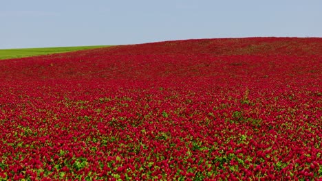 wavy red incarnate clover field glows against green grass, blue sky, latvia