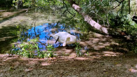 Schöner-Weißer-Schwan,-Der-Im-Klaren-Wasser-Im-Kyrka-Nationalpark,-Kroatien,-Ruht