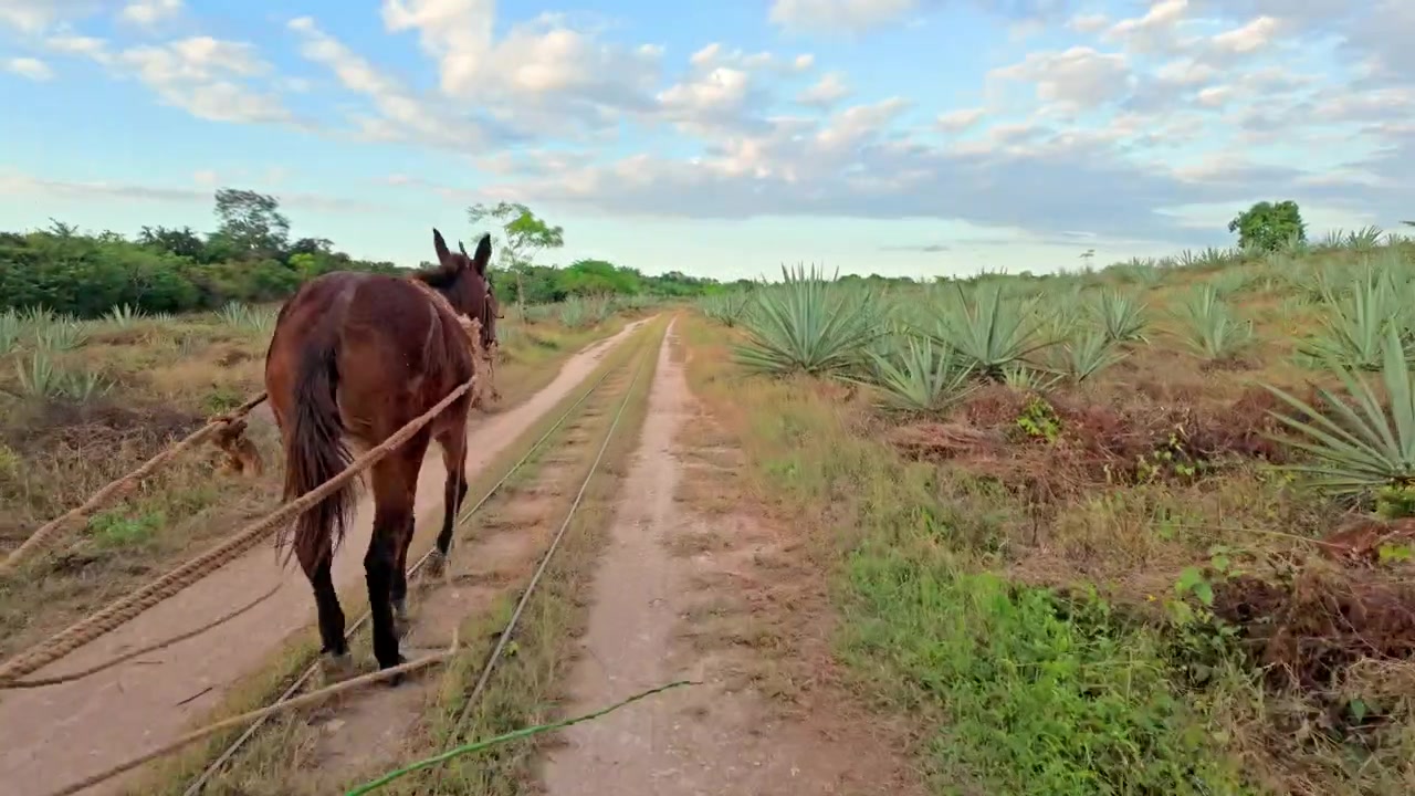 Un mulo tira un carrello ferroviario di legno lungo una pista sabbiosa tra file di agavi henequen spinose in una piantagione attiva nella campagna pianeggiante dello Yucatan, Messico, ancora lavorata come un secolo fa