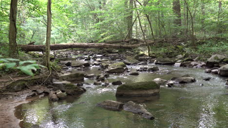 A-stream-in-the-beauty-of-the-lush-green-forest-in-the-summer