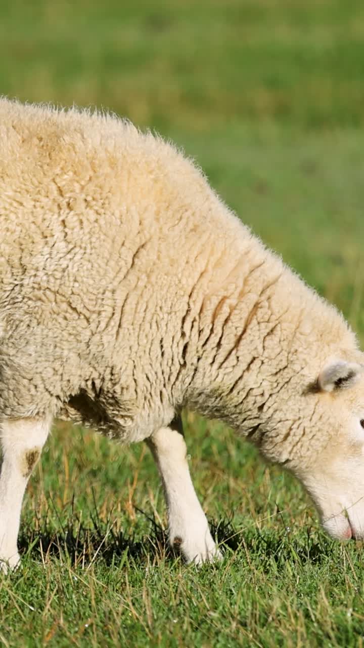 Una soffice pecora bianca pascola su erba verde vibrante in un campo verticale illuminato dal sole