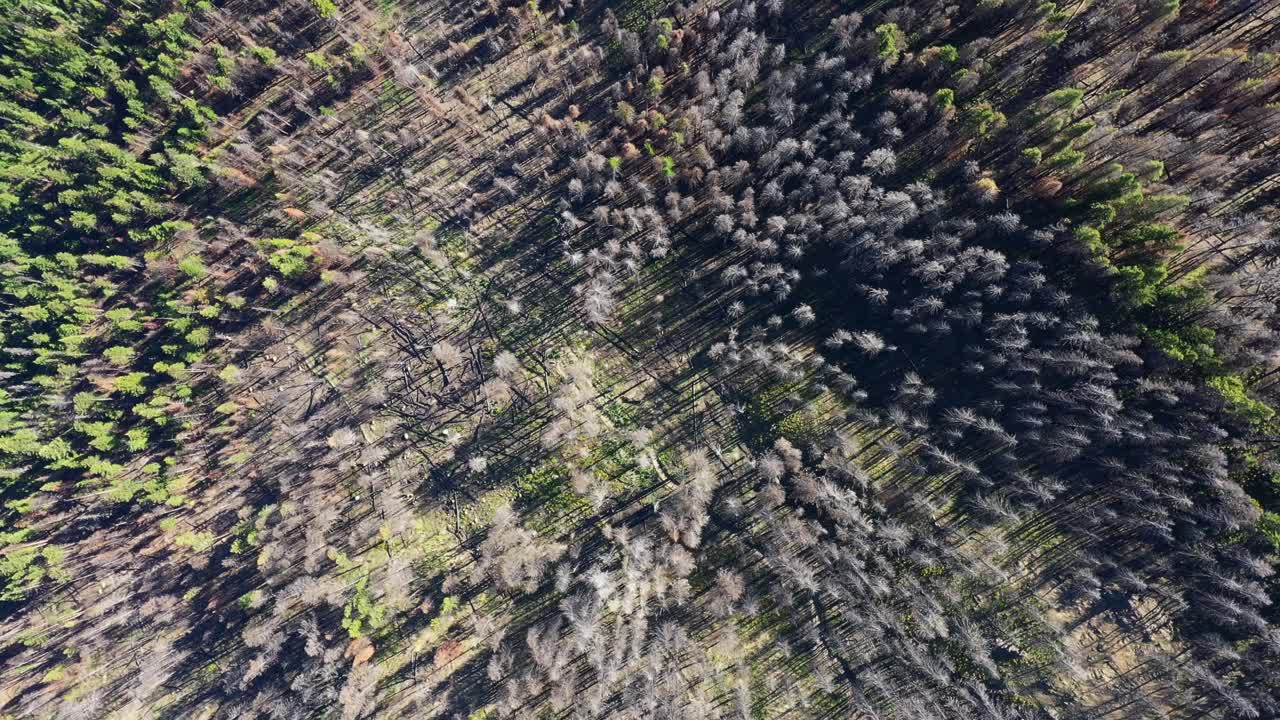 Tree tops high elevation slow tilt shot