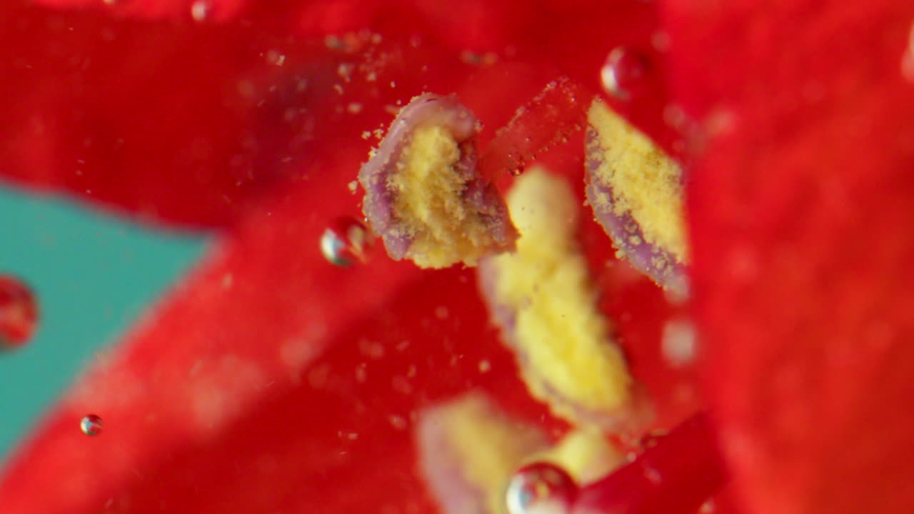 은 꽃의 꽃가루와 꽃자루의 근접한 모습