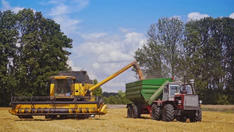 grain harvesting combine. machine for separating grains working on field and filling tractor trailer with wheat