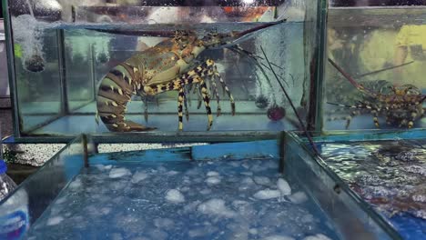 live lobster in aquarium display