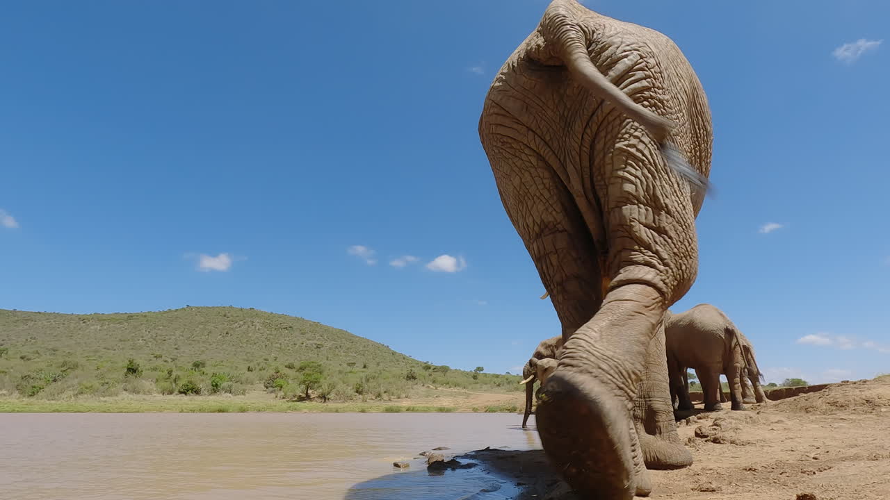 Kameranın önünden geçen Afrika savan fili.