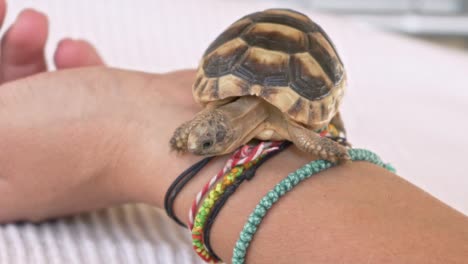 primer plano de una tortuga leopardo bebé tratando de mantener el equilibrio en la muñeca de una mujer 120fps