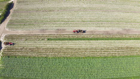 arando los campos