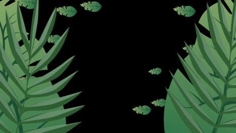 animation of leaves floating ob black background