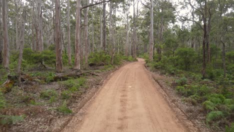 Kamera-Bewegt-Sich-Auf-Der-Landstraße-Mit-Bäumen-An-Der-Seite-Im-Boranup-Wald-Vorwärts