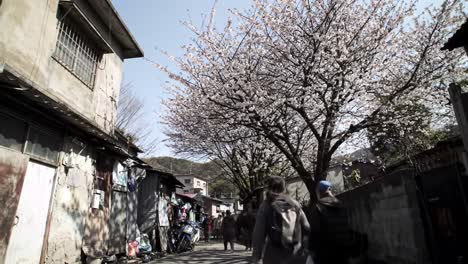 cherry blossoms bloom vibrantly along a narrow street surrounded by modest buildings. local residents stroll past shops, enjoying the peaceful atmosphere.