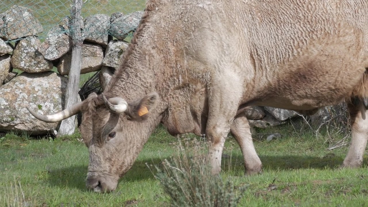 Grande toro marrone che pascola tranquillamente sull'erba verde accanto a un muro di pietra rustico all'aperto.